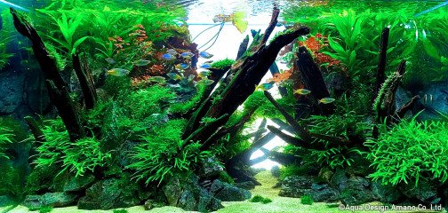 Click to enlarge image 0293.webp Click to enlarge image 0293.webp