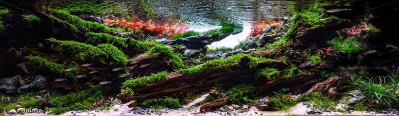 Click to enlarge image 07 - River Echoes - Luis Cardoso - Portugal.jpg Click to enlarge image 07 - River Echoes - Luis Cardoso - Portugal.jpg