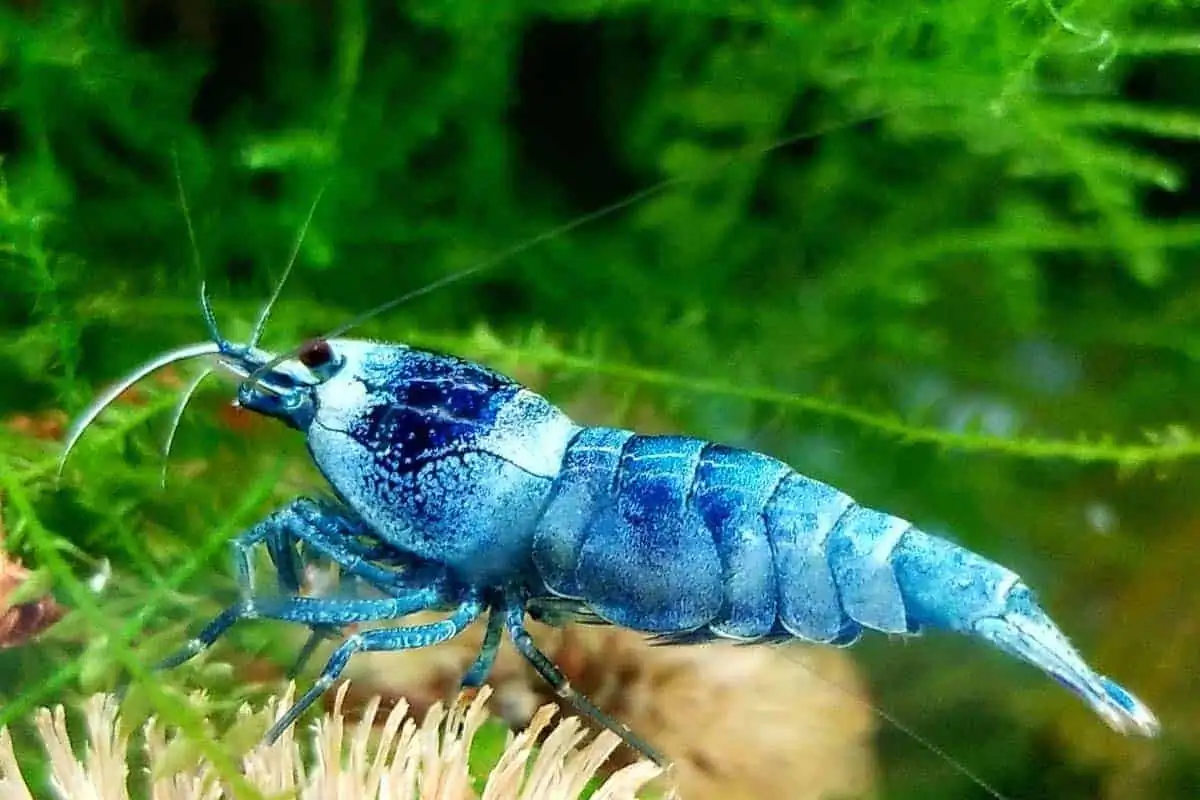 All Types Of Freshwater Aquarium Shrimp You Need To See