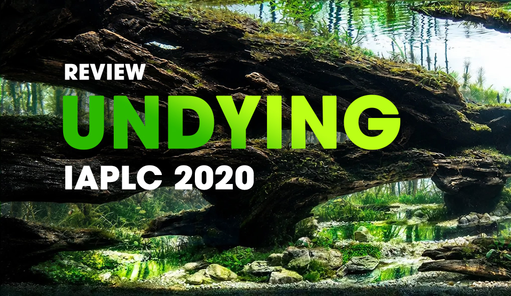 Undying - Steven Chong / United States of America - Gold Prize IAPLC 2020 - Layered Driftwood Arches Frame A Bright Underwater Forest