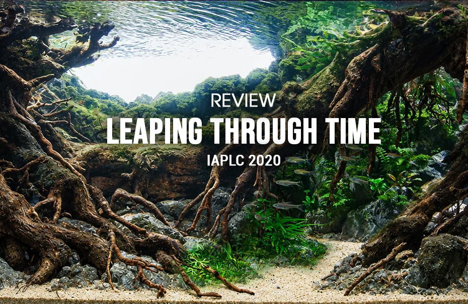 IAPLC 2020 - Rank 6 - Layered Jungle Stream with Schooling Fish and Bright Opening