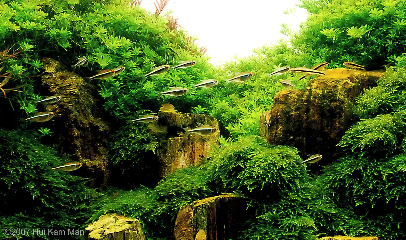 Field of Dreams - Cliff Hui / HongKong China