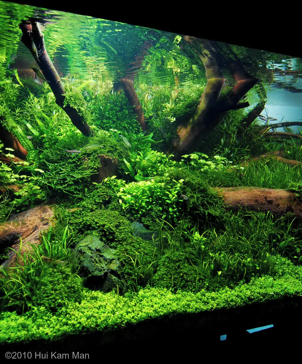 Primary - Cliff Hui / HongKong China