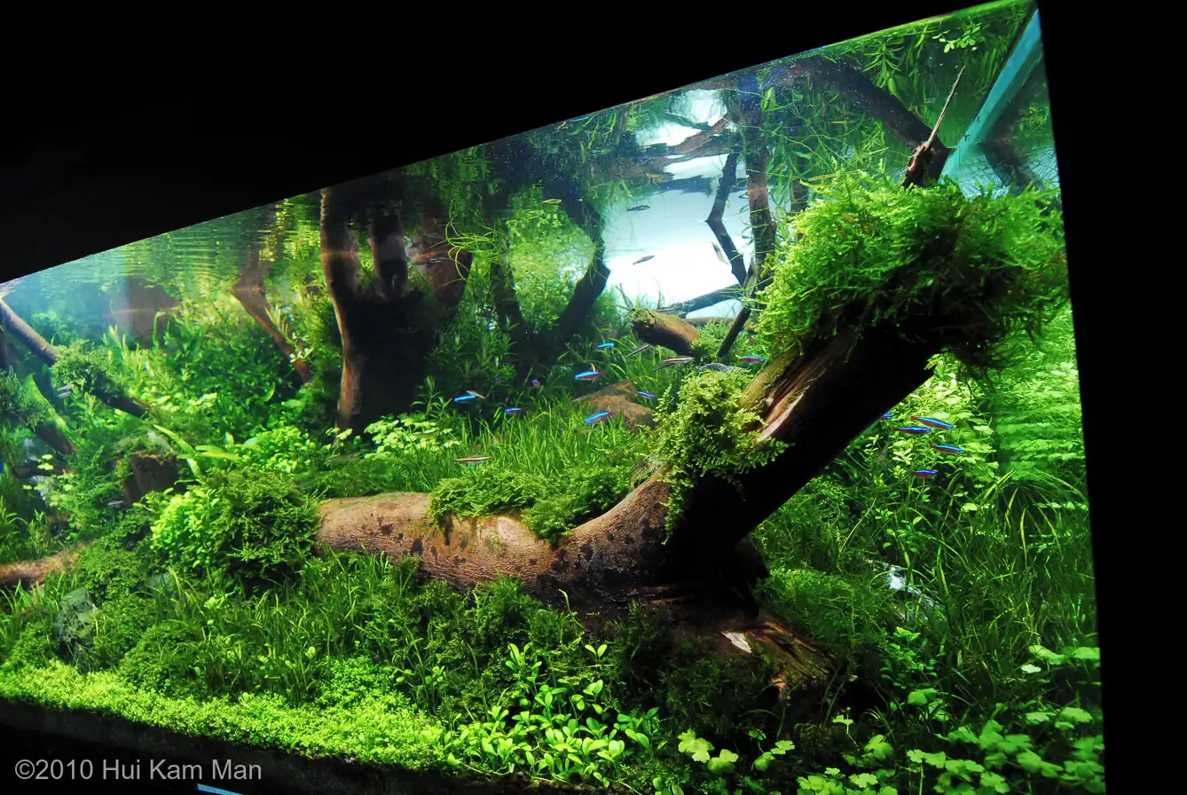 Primary - Cliff Hui / HongKong China