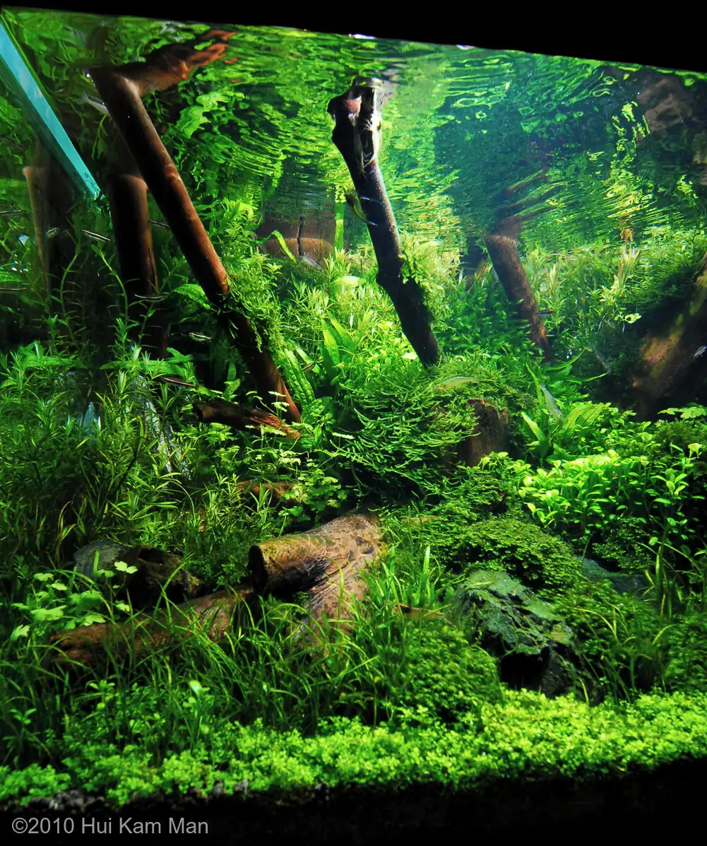 Primary - Cliff Hui / HongKong China