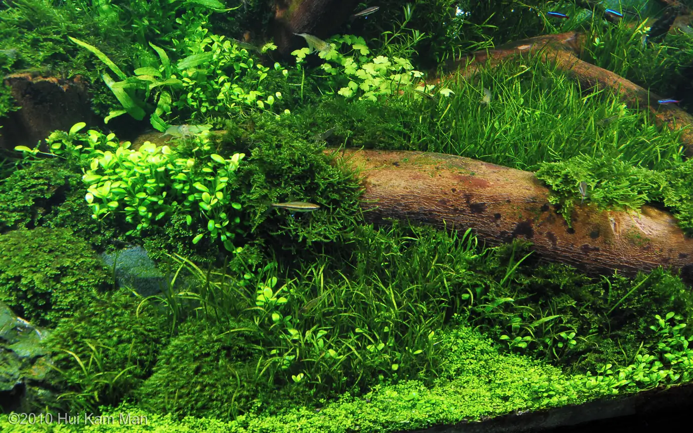 Primary - Cliff Hui / HongKong China