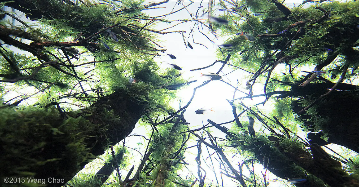 Sky - Most Innovative AGA 2013 - WangChao / China