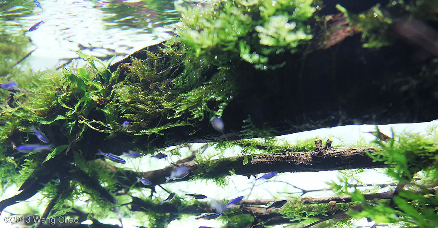 Sky - Most Innovative AGA 2013 - WangChao / China