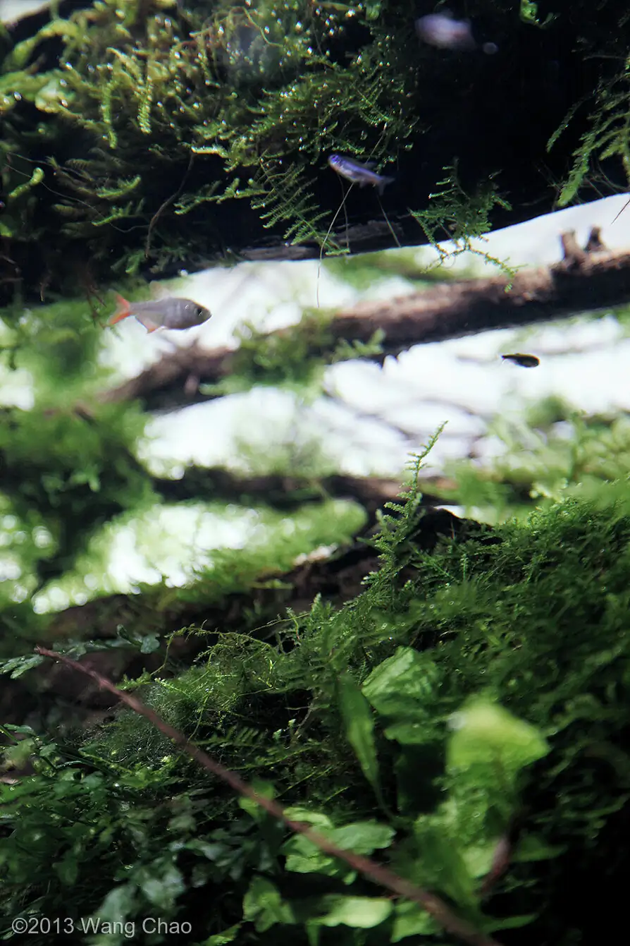 Sky - Most Innovative AGA 2013 - WangChao / China