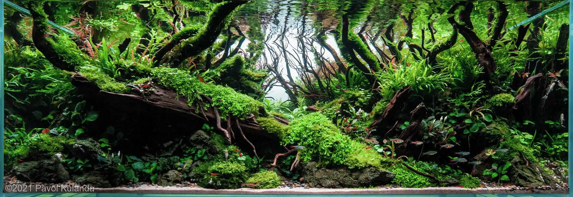 Forest in the wind - Pavol Kulanda/United Kingdom