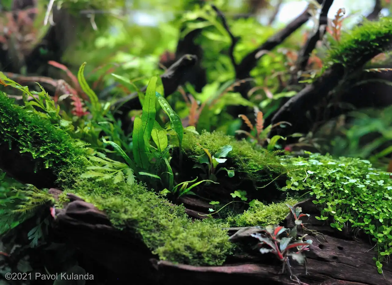 Forest in the wind - Pavol Kulanda/United Kingdom