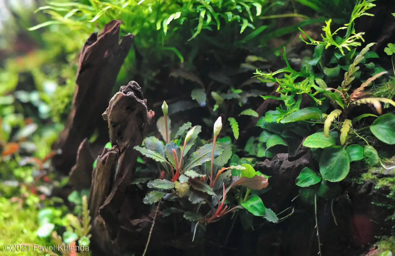 Forest in the wind - Pavol Kulanda/United Kingdom