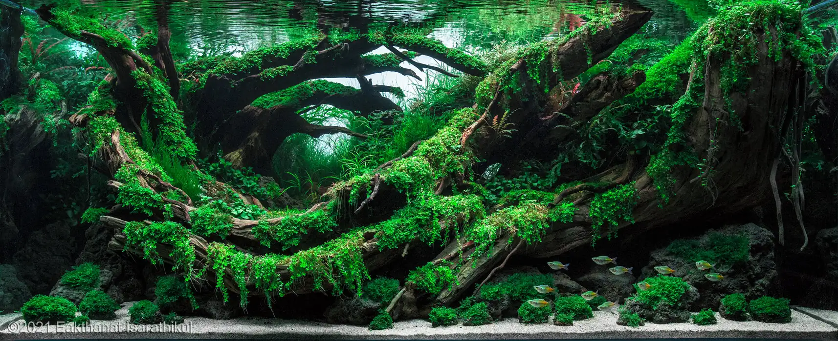 Revolve pluse - Eakthanat Isarathikul / Thailand