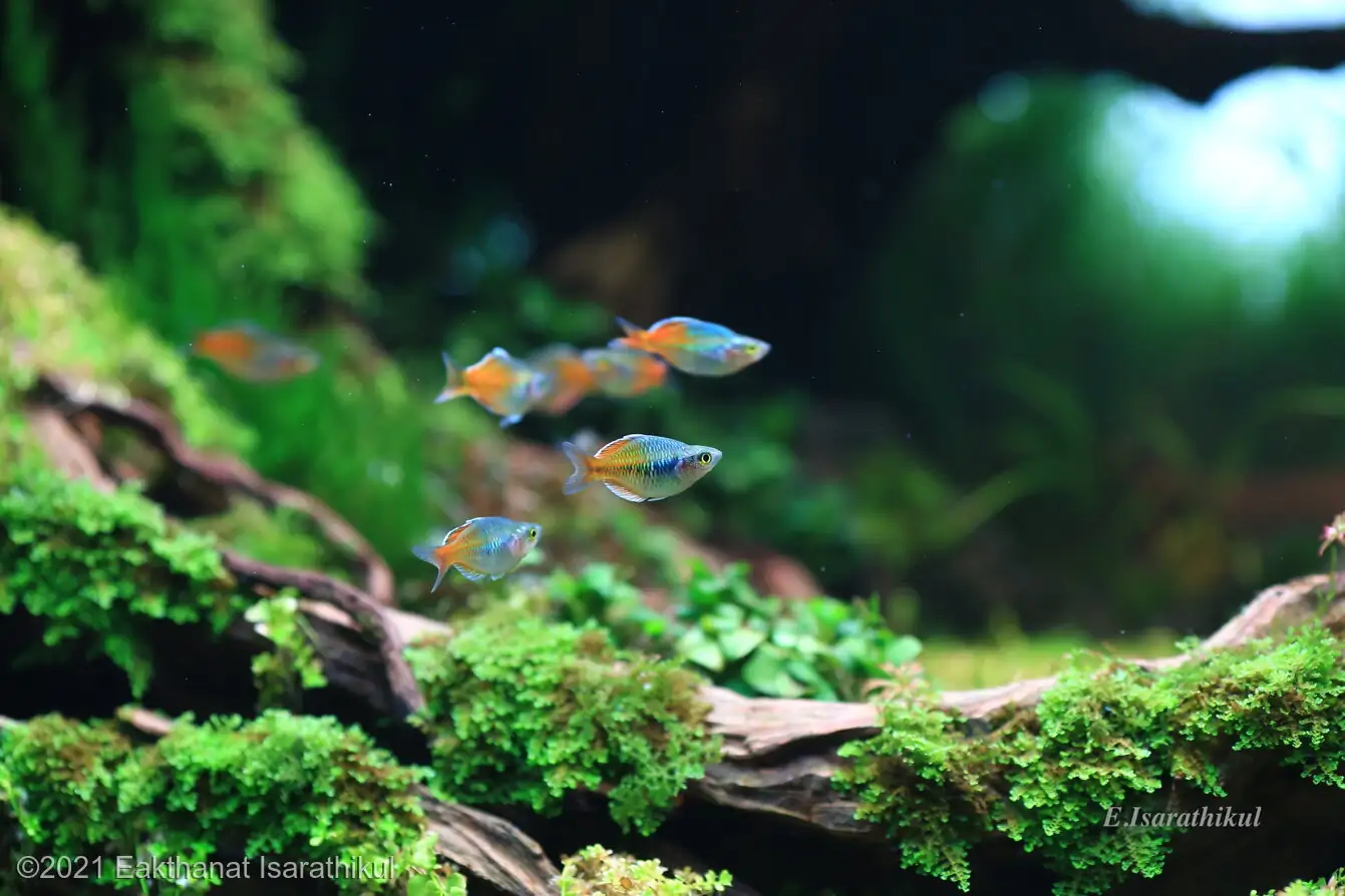 Revolve pluse - Eakthanat Isarathikul / Thailand