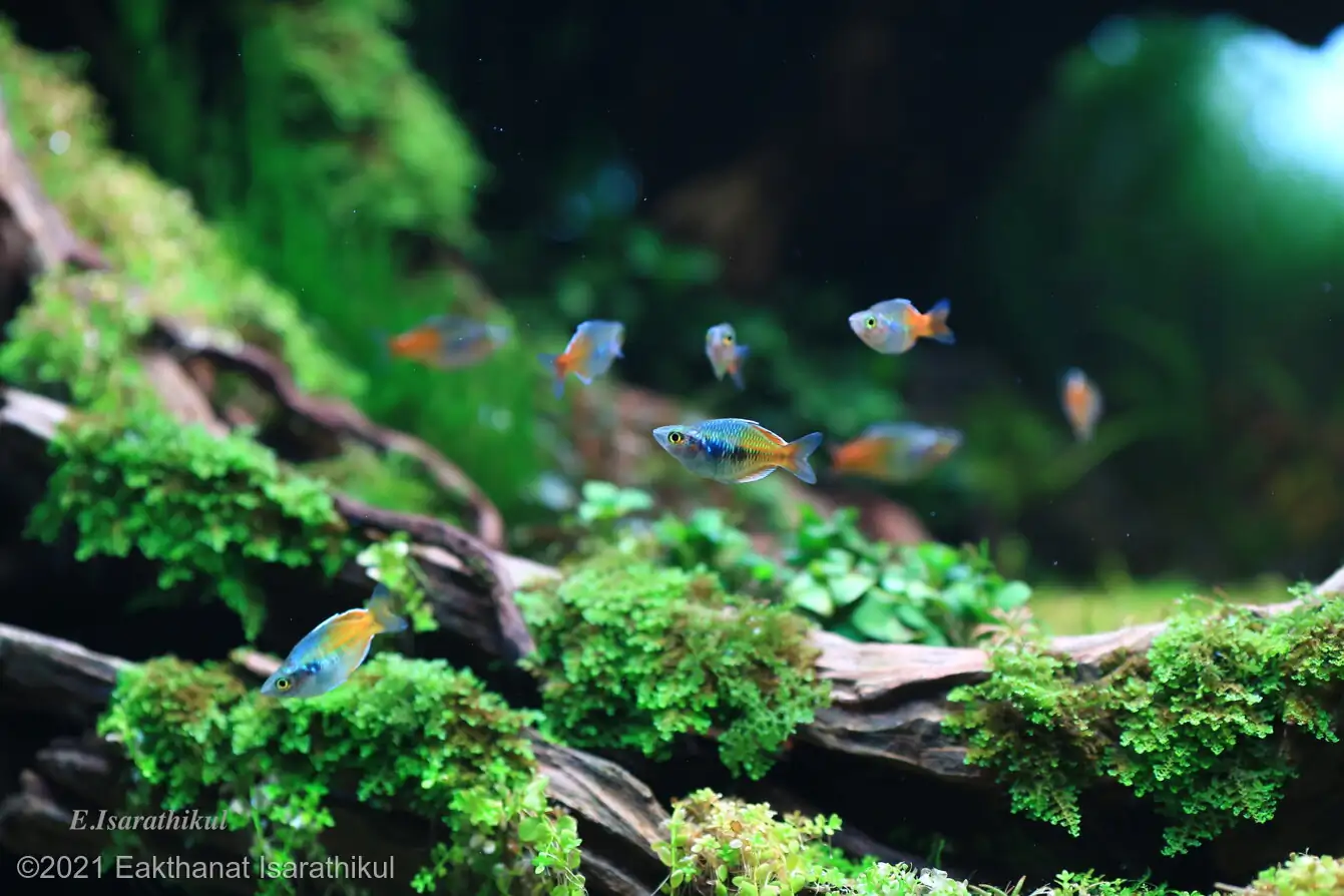 Revolve pluse - Eakthanat Isarathikul / Thailand