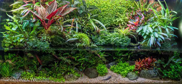 AGA - Aquatic Gardeners Asociation International Aquascaping Contest 