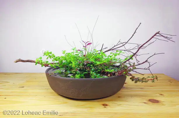 AGA - Aquatic Gardeners Asociation International Aquascaping Contest 