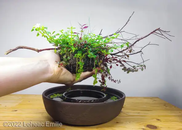 AGA - Aquatic Gardeners Asociation International Aquascaping Contest 