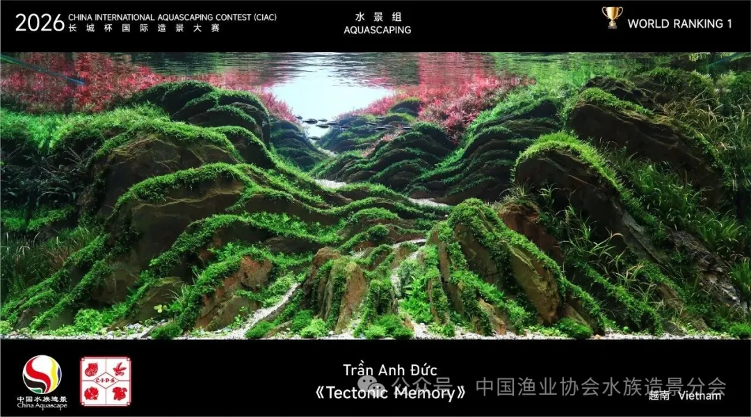 Tectonic Memory by Trần Anh Đức, Vietnam, CIAC 2026 Aquascaping Group champion, shown on the original rank 1 contest card.