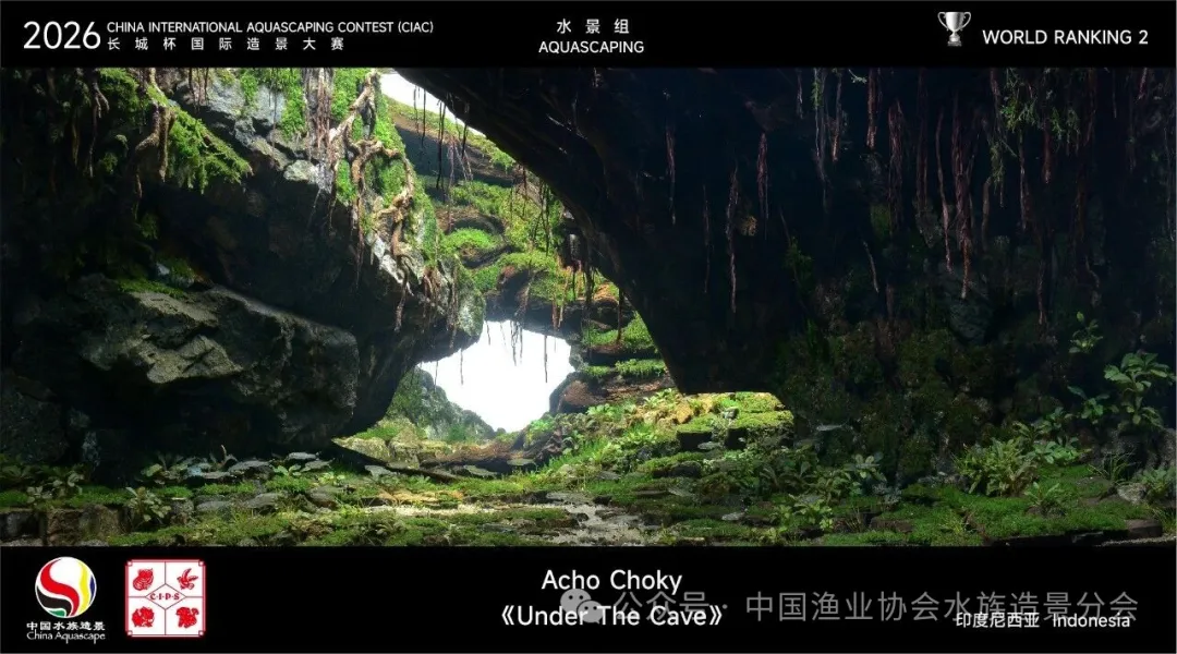 Under The Cave by Acho Choky, Indonesia, CIAC 2026 Aquascaping Group rank 2, shown on the original contest card.
