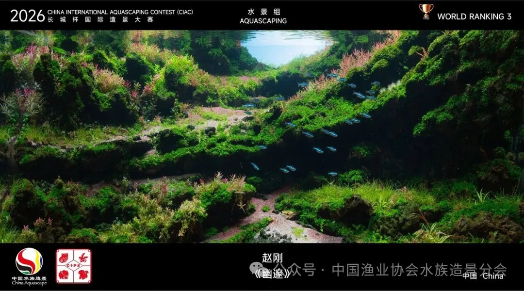 幽邃 by 赵刚, China, CIAC 2026 Aquascaping Group rank 3, shown on the original contest card.