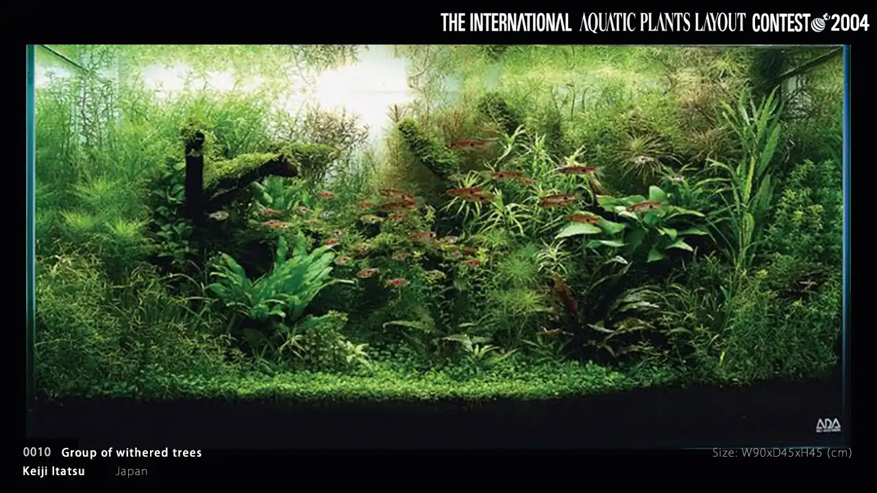 TOP 27 IAPLC 2004 - Look back history