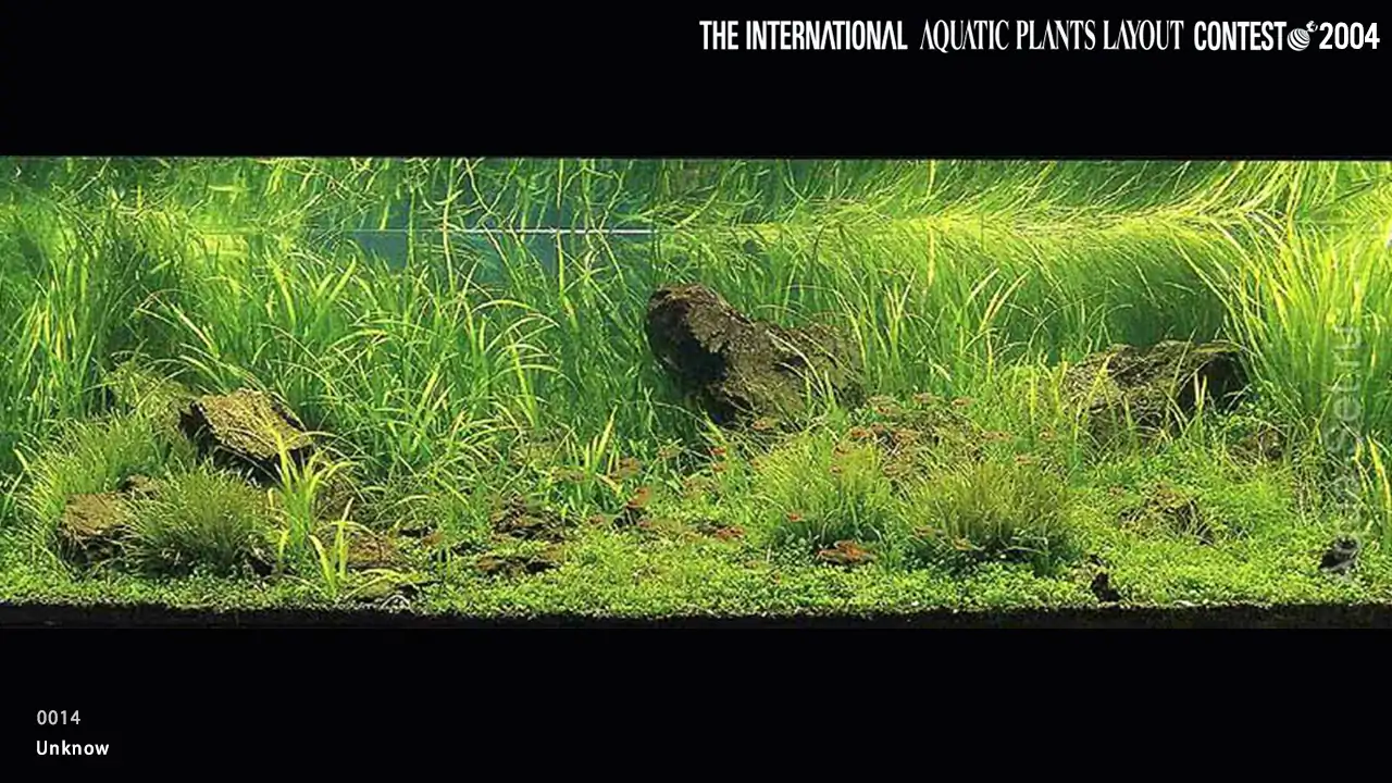 TOP 27 IAPLC 2004 - Look back history