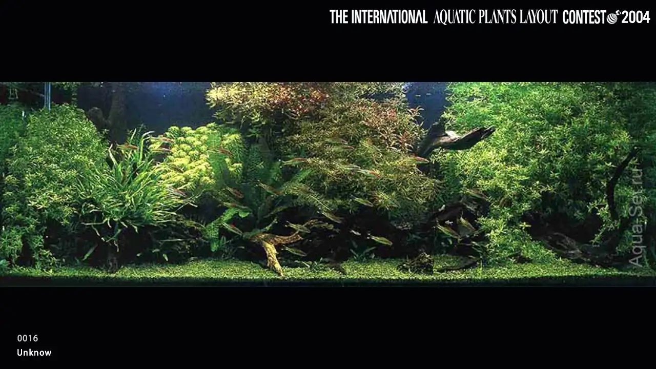 TOP 27 IAPLC 2004 - Look back history