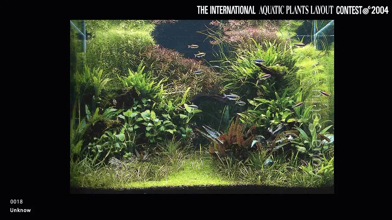 TOP 27 IAPLC 2004 - Look back history