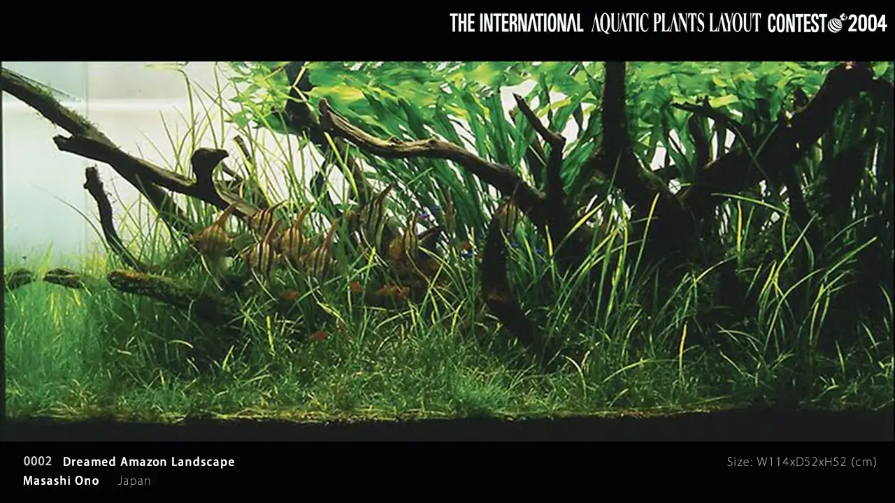 TOP 27 IAPLC 2004 - Look back history