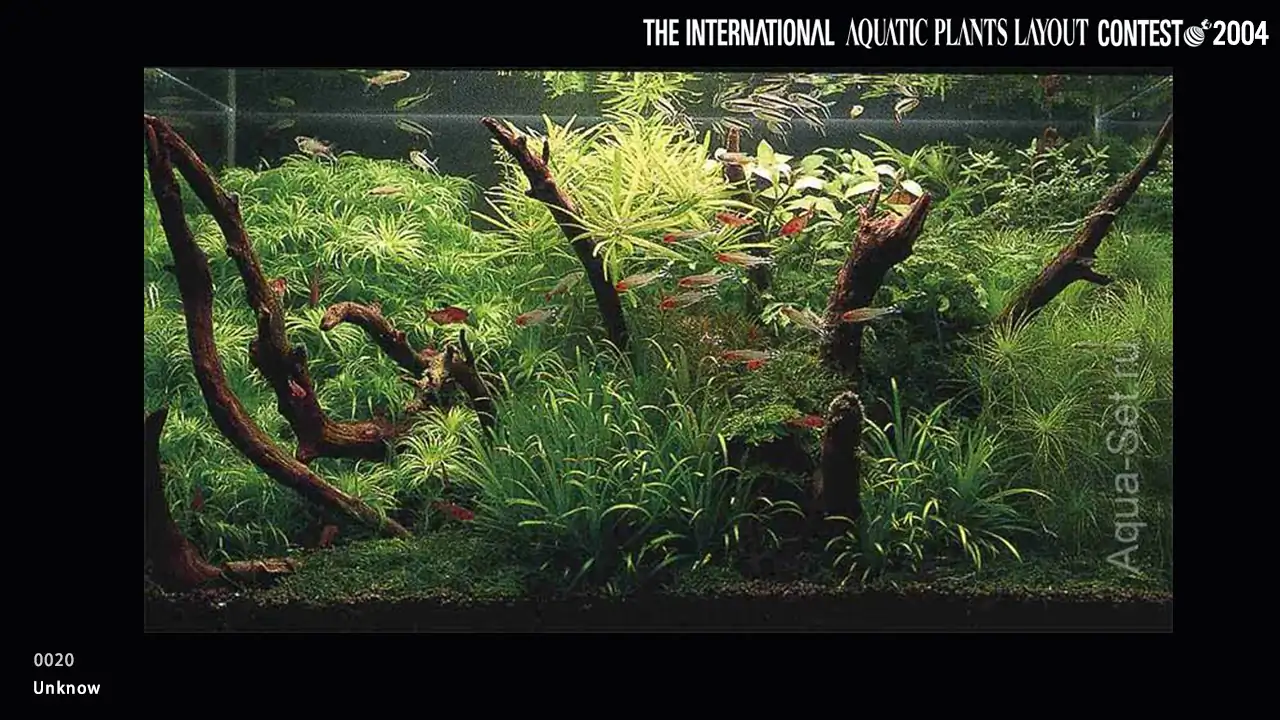 TOP 27 IAPLC 2004 - Look back history