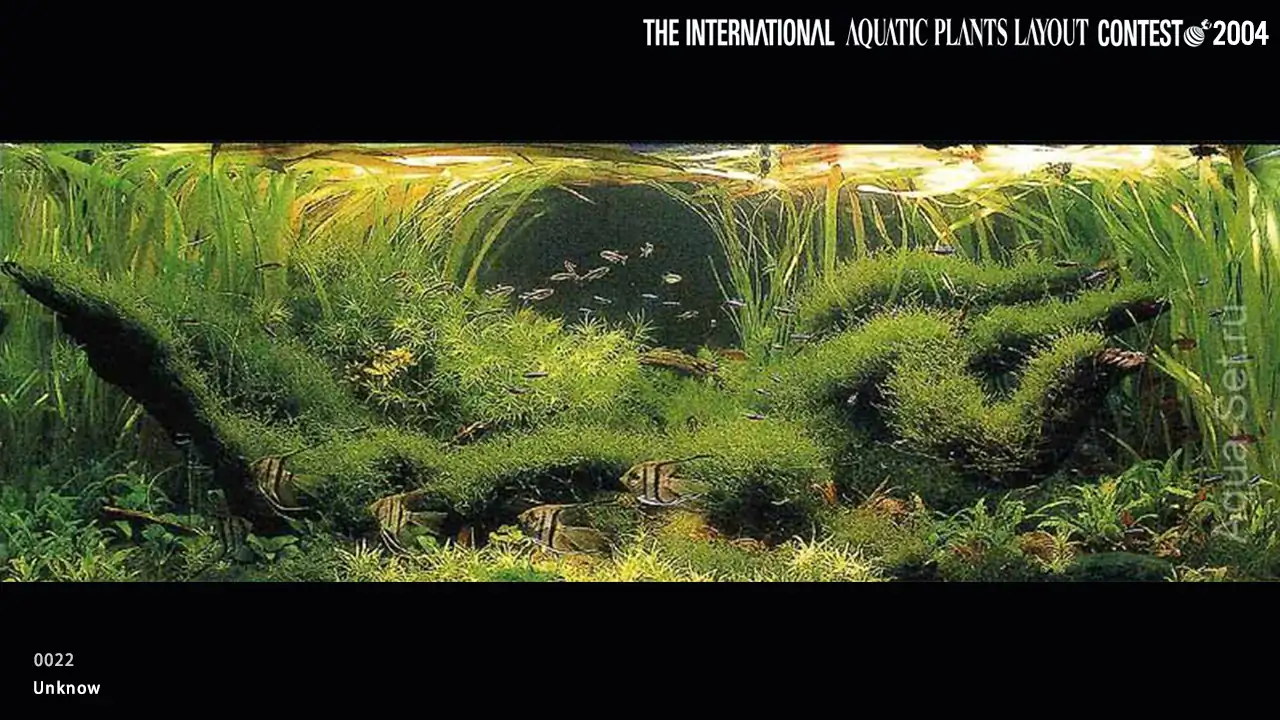 TOP 27 IAPLC 2004 - Look back history