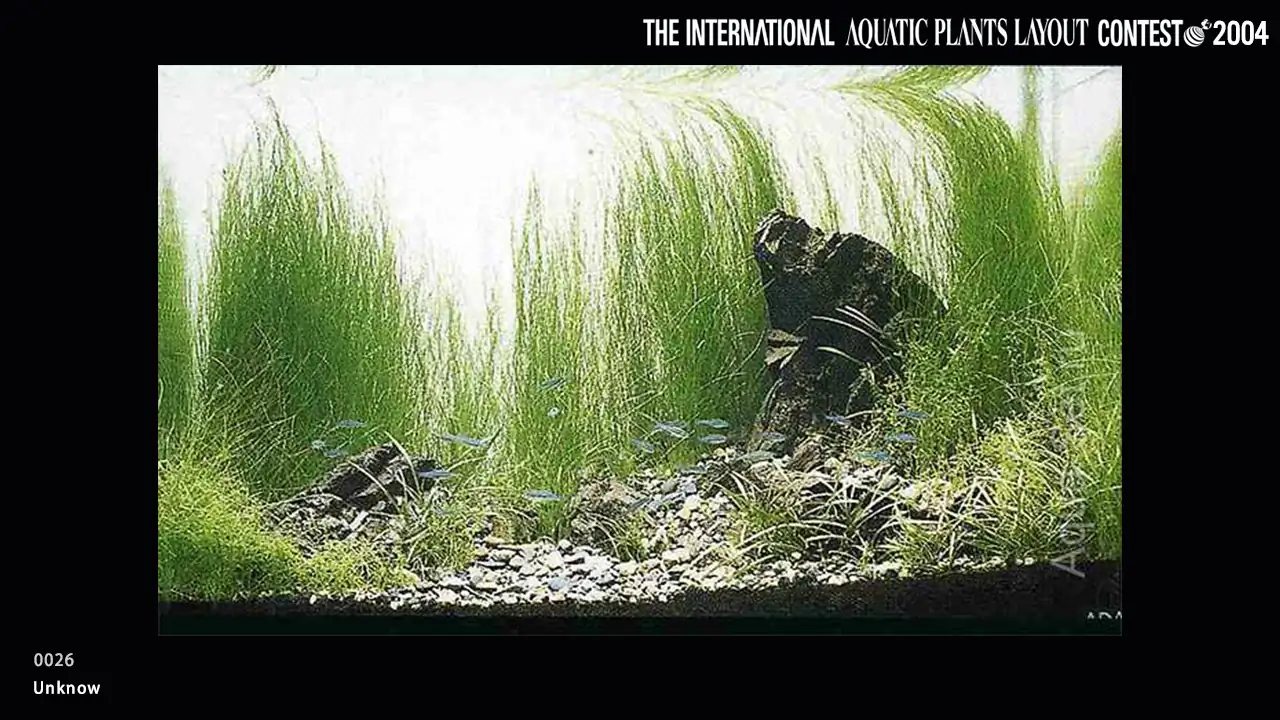 TOP 27 IAPLC 2004 - Look back history