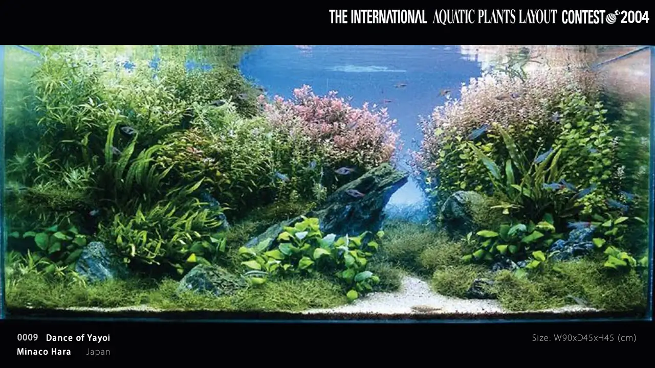 TOP 27 IAPLC 2004 - Look back history