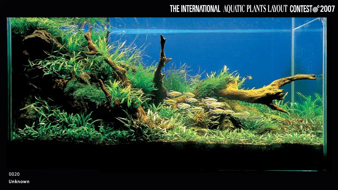 TOP 27 IAPLC 2007 - Look back history