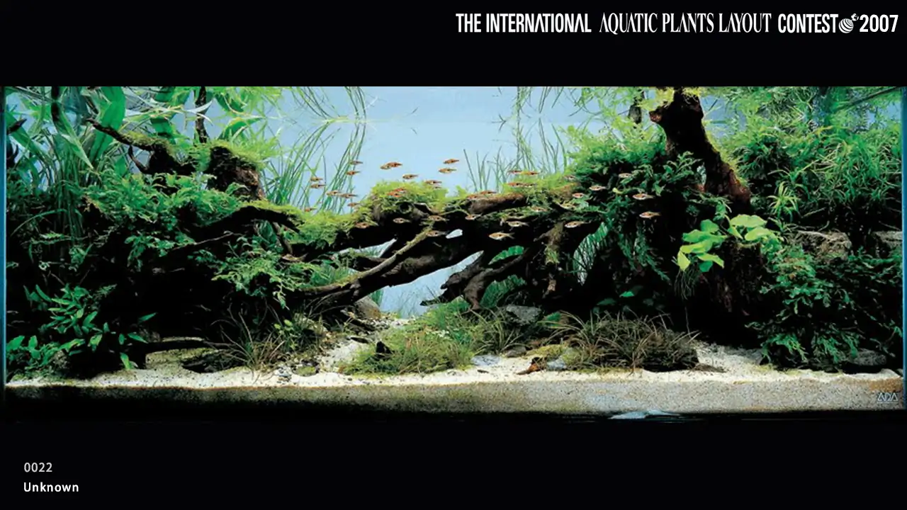 TOP 27 IAPLC 2007 - Look back history