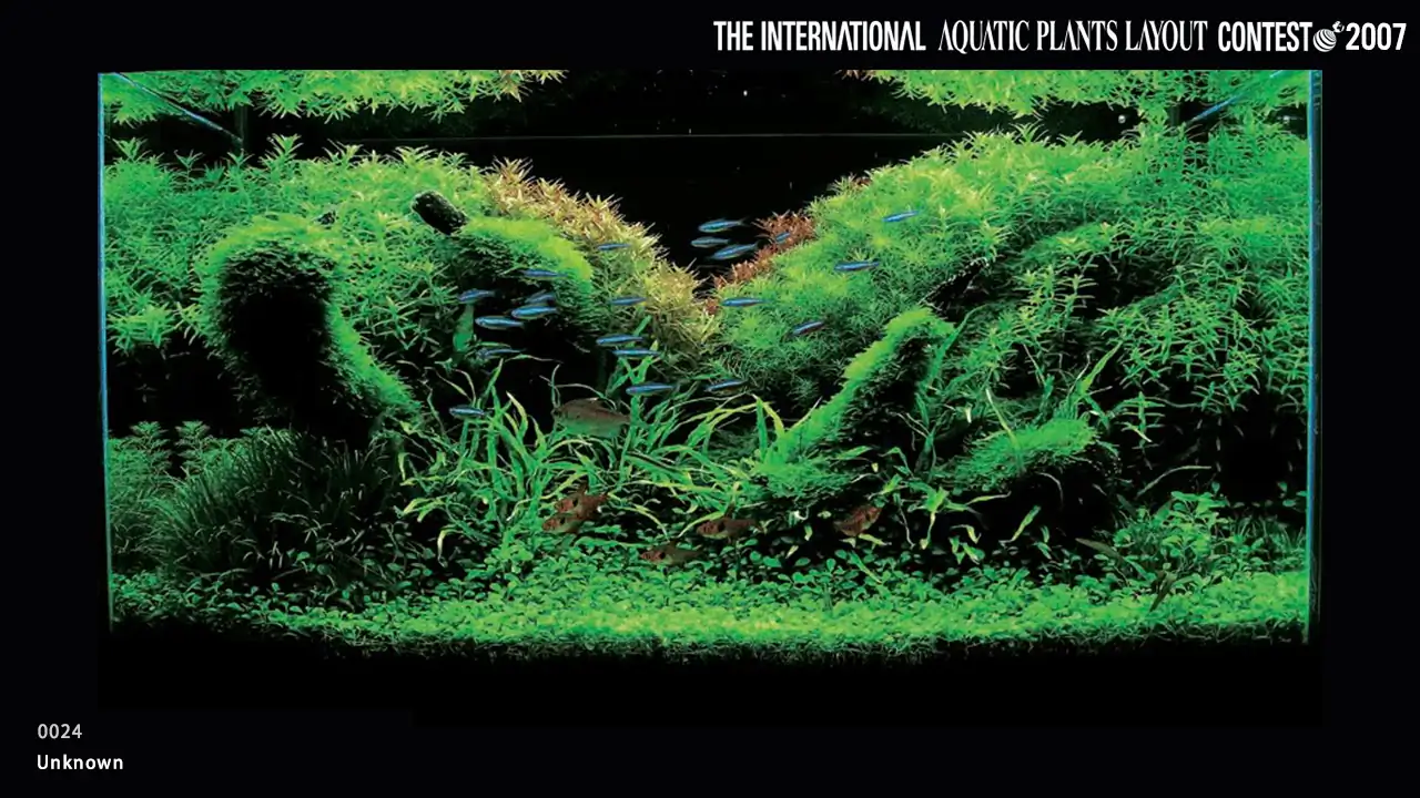 TOP 27 IAPLC 2007 - Look back history