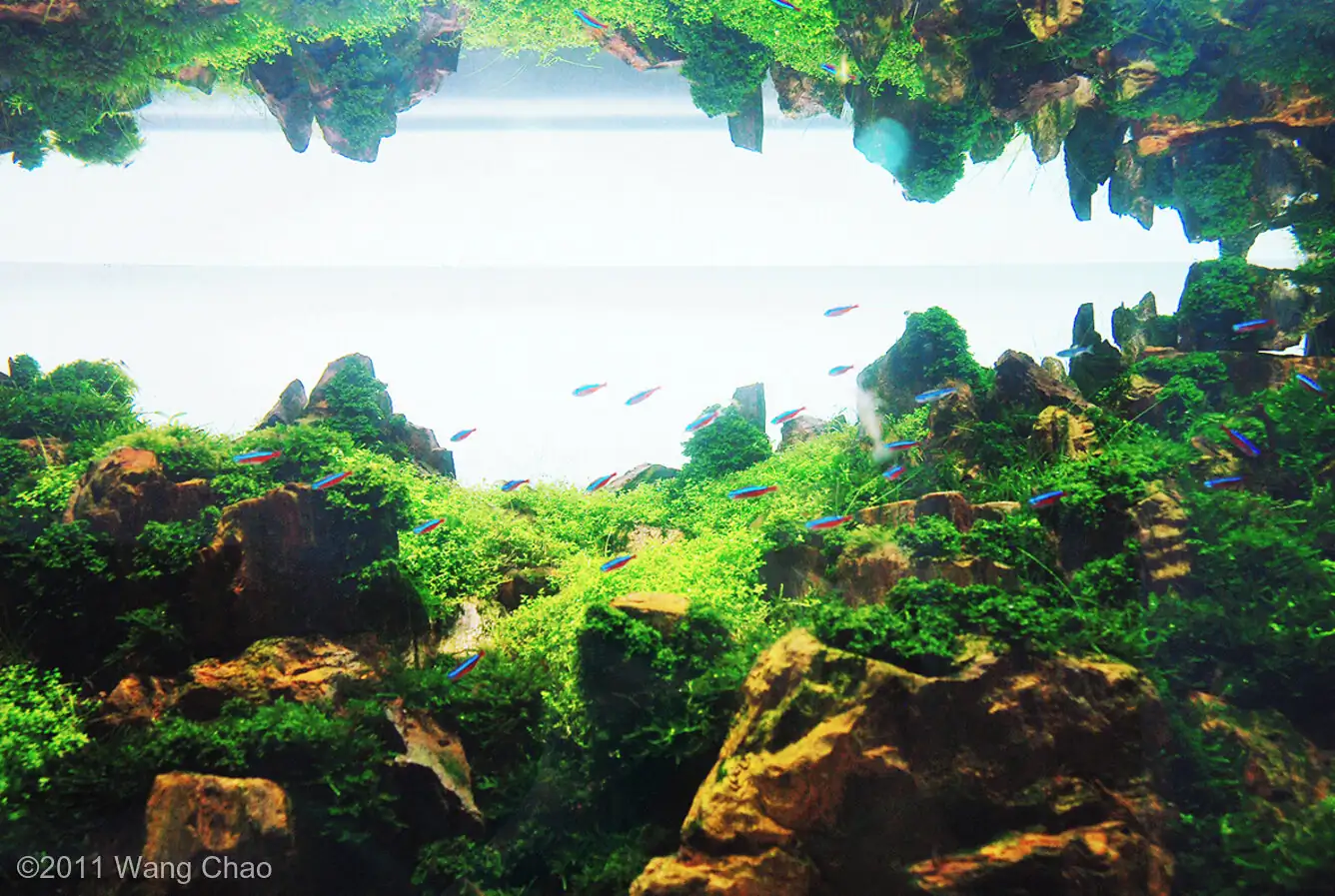 Verdant Gorge - IAPLC 2011 Rank 15th - WangChao / China