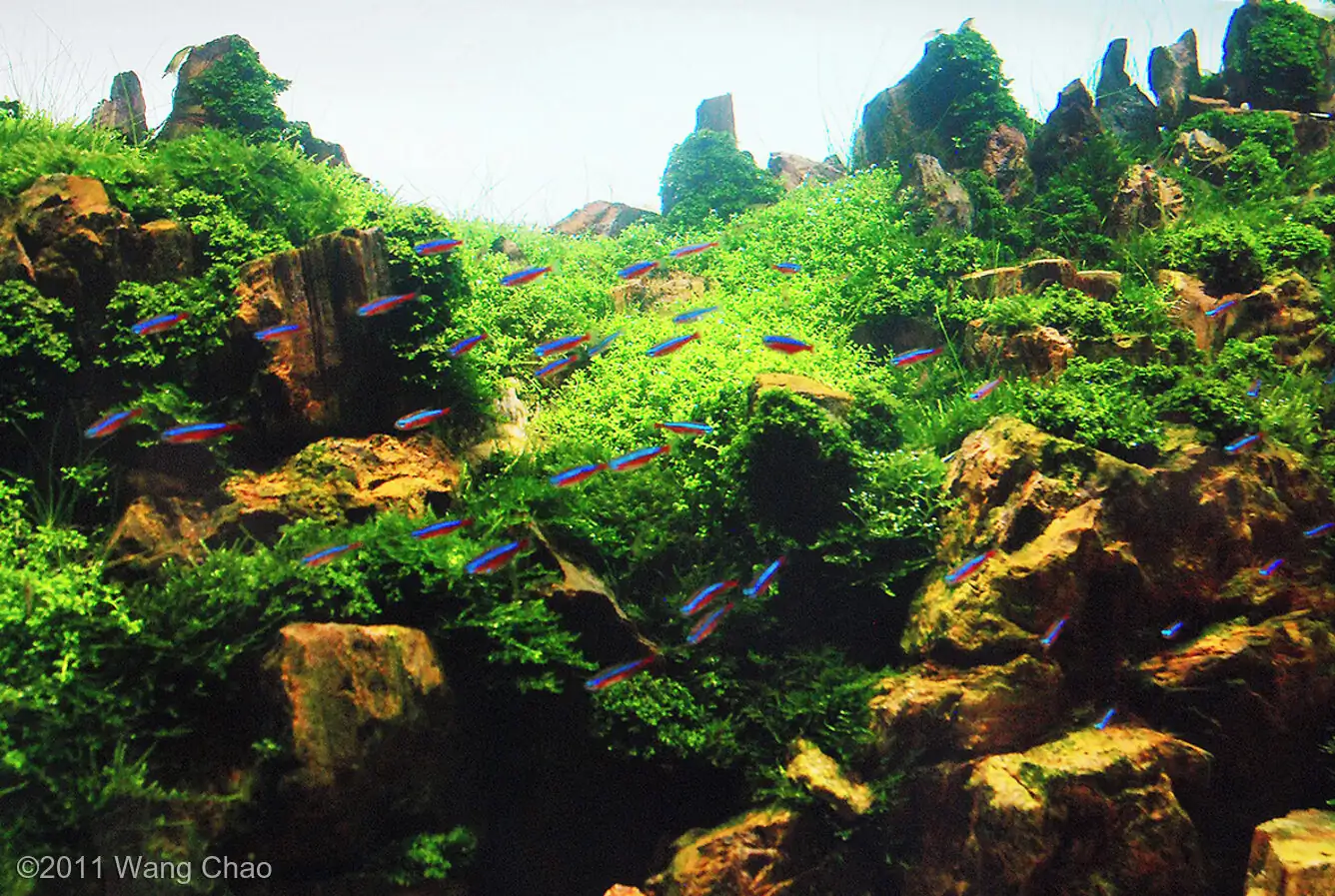 Verdant Gorge - IAPLC 2011 Rank 15th - WangChao / China