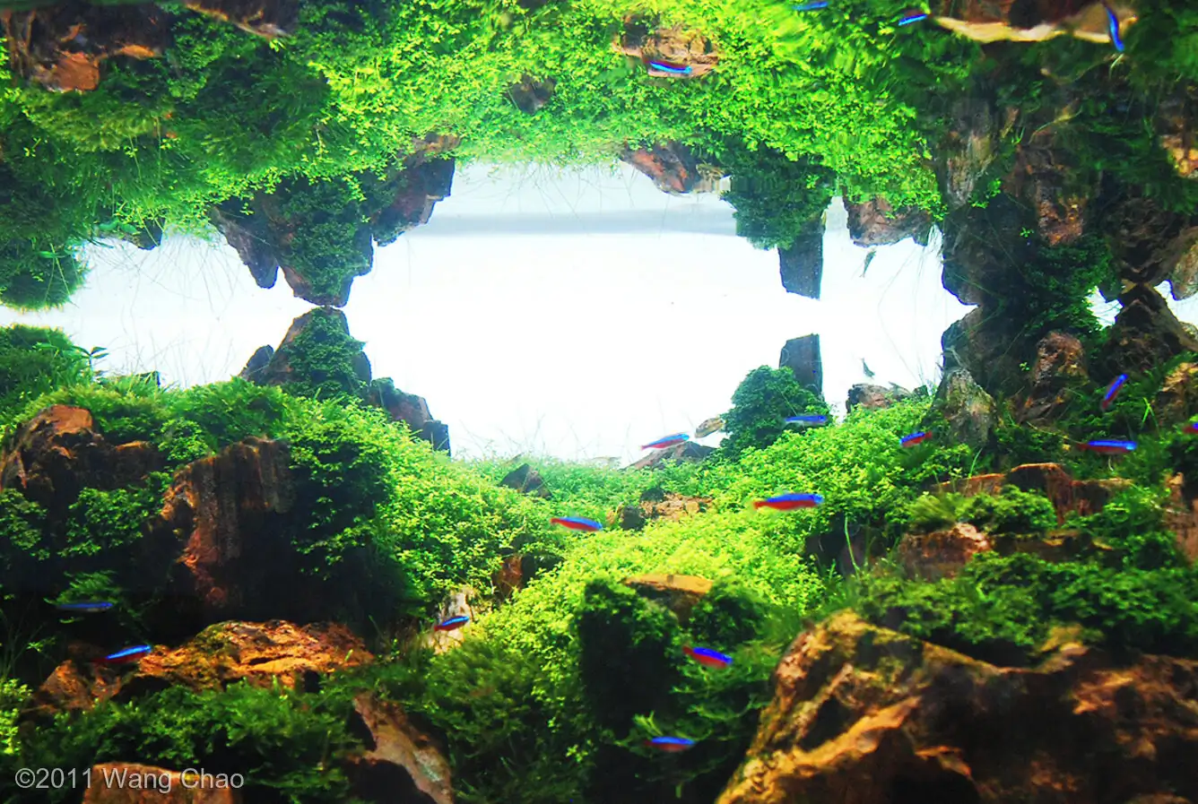 Verdant Gorge - IAPLC 2011 Rank 15th - WangChao / China