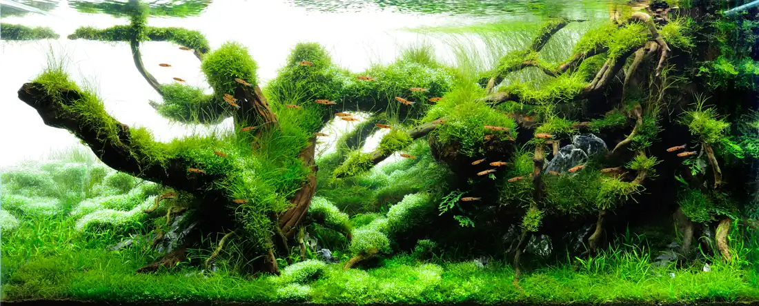 Dragon Back