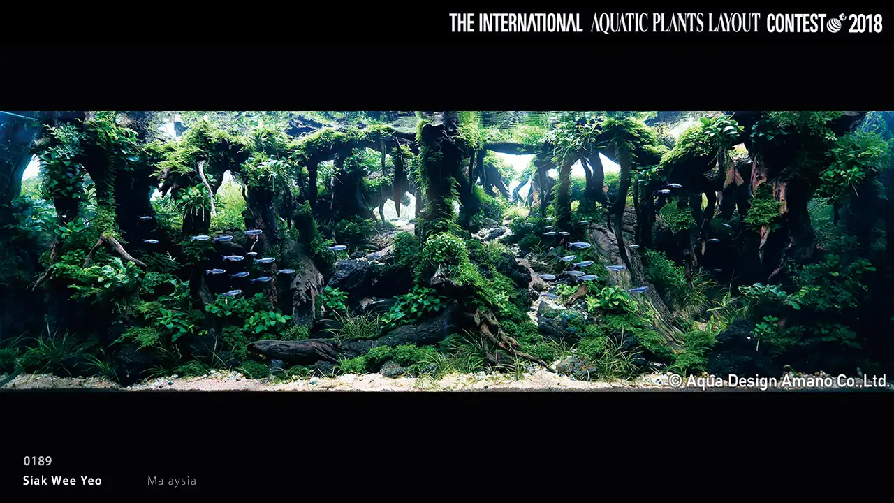 Boldness - IAPLC 2018 - Rank 189