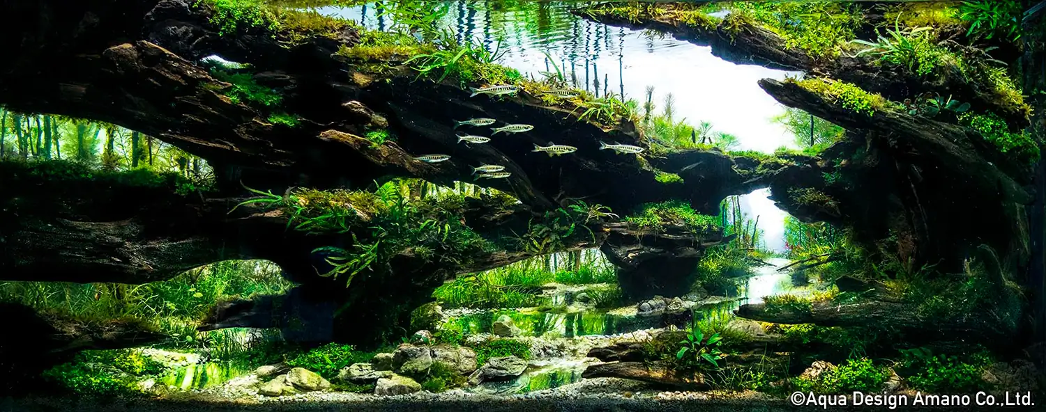 [TheStoriesOfTop7] Undying - Steven Chong / United States - IAPLC 2020