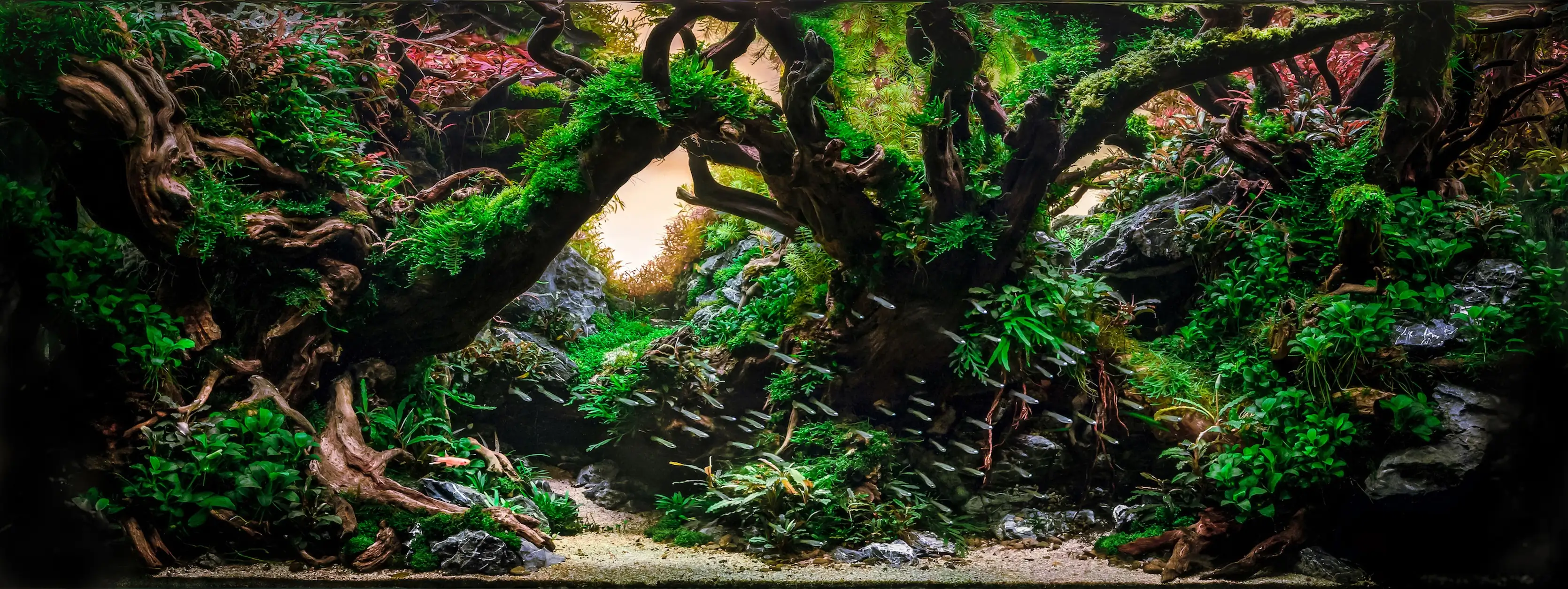 Twilight African Nights