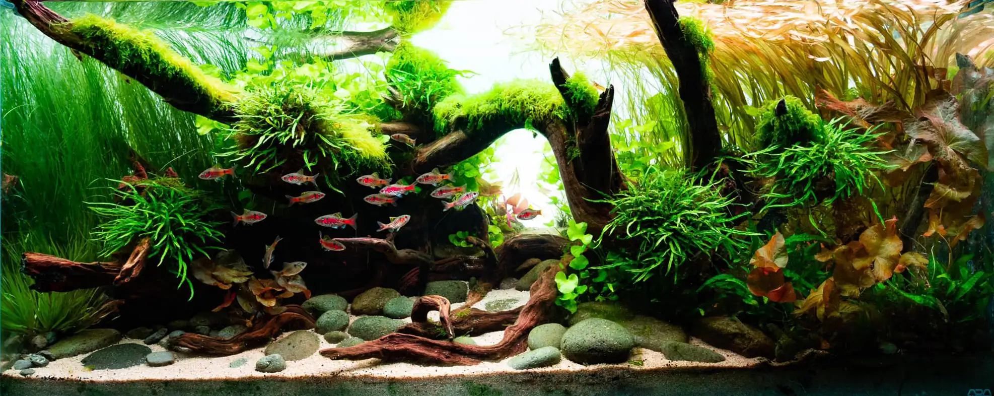 Asian breeze - IAPLC 2021 - Masashi Ono / Japan