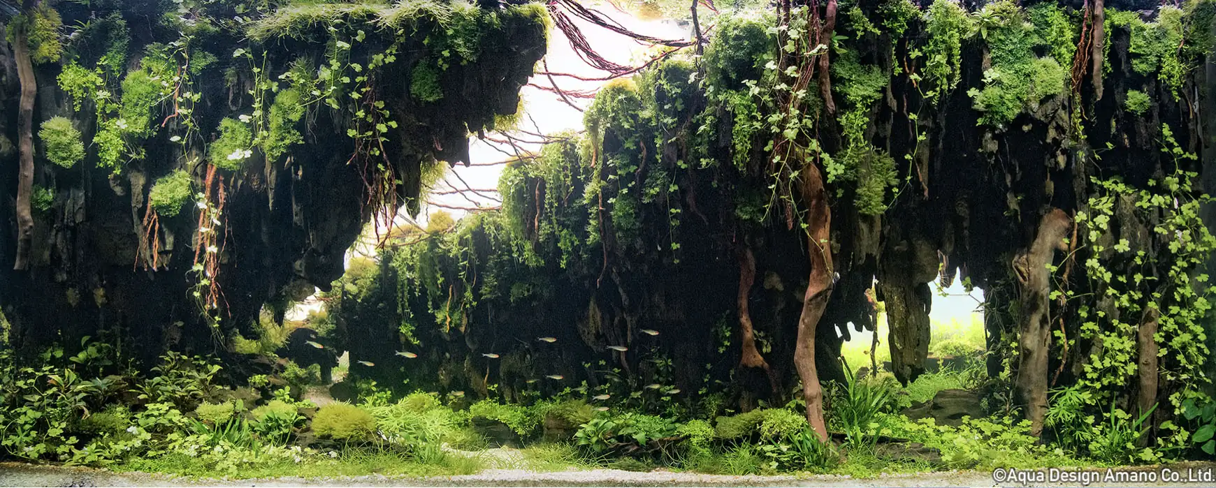 Old Valley - IAPLC 2022 | Top 4 | Silver Prize - Fuhong Guan/China