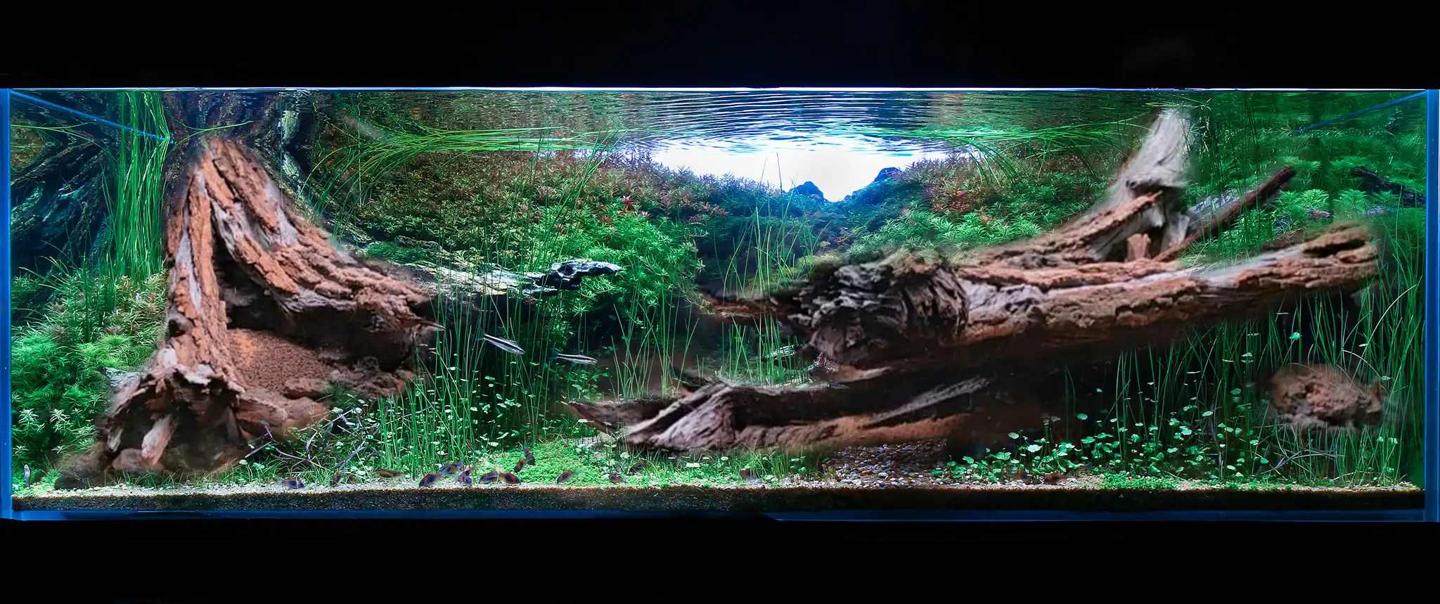 Aquascaping steps IAPLC 2023 - Rank 3 - Eternal - Josh Sim / Malaysia
