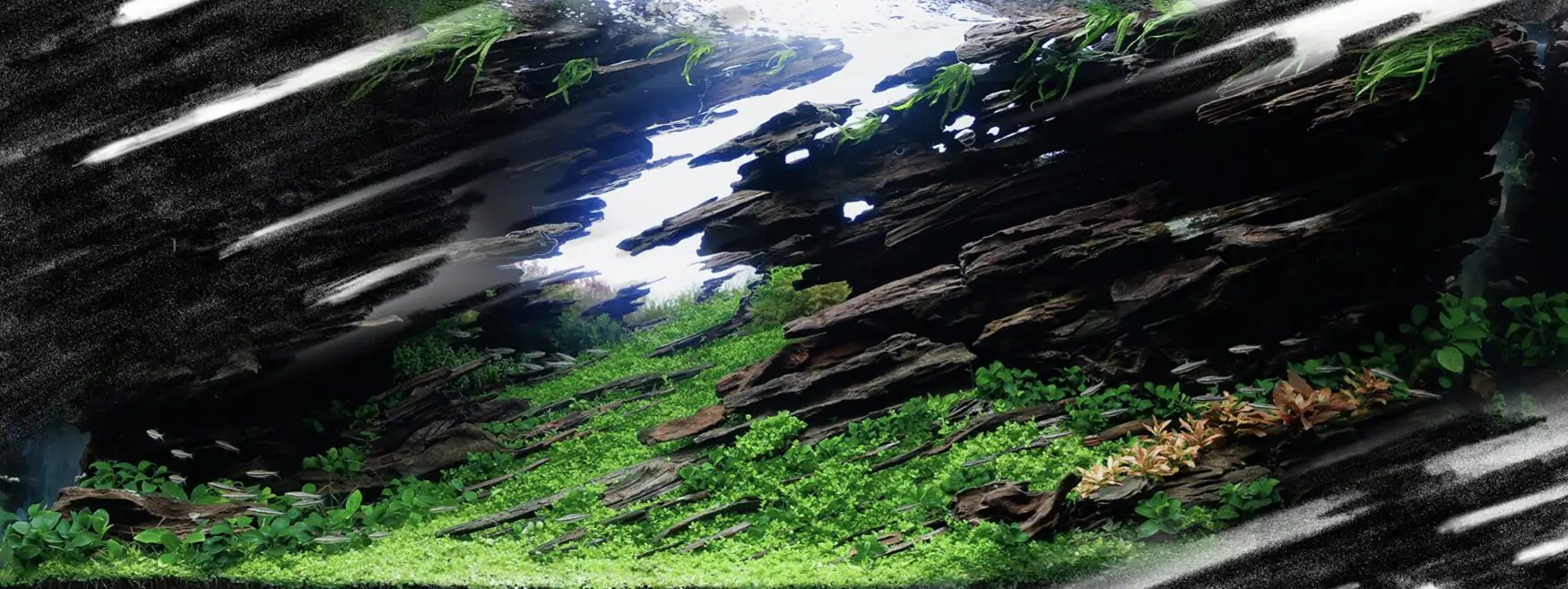 Aquascaping steps IAPLC 2023 - Rank 17 - Score of the earth - Kazuma Takeuchi / Japan