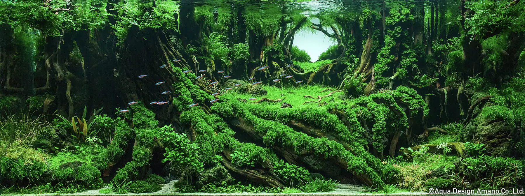 Place of origin - Top 1 IAPLC 2023 - Zhemin Fan/China