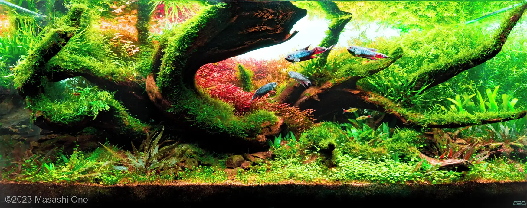 Stage of blue paradise - IAPLC 2023 - Masashi Ono / Japan